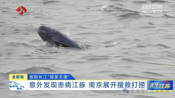 Accidentally found the sick finless porpoise! Nanjing Emergency Relief: Do your best if there is still hope.